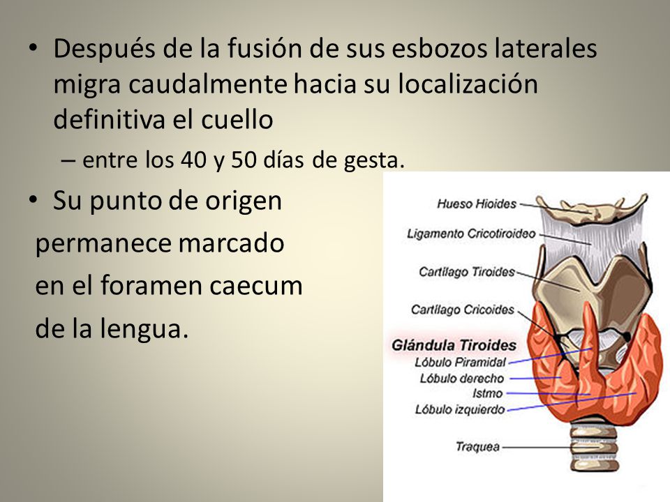 Después de la fusión de sus esbozos laterales migra caudalmente hacia su localización definitiva el cuello
