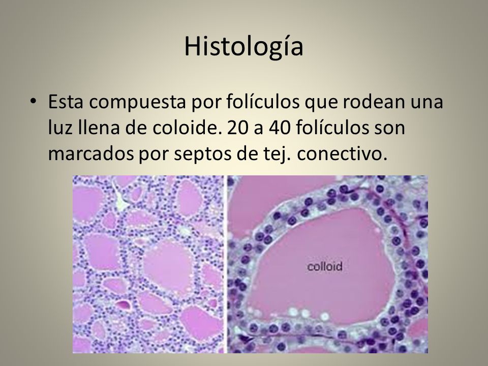 Histología Esta compuesta por folículos que rodean una luz llena de coloide.