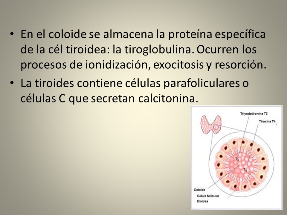 En el coloide se almacena la proteína específica de la cél tiroidea: la tiroglobulina. Ocurren los procesos de ionidización, exocitosis y resorción.