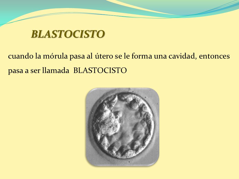 BLASTOCISTO cuando la mórula pasa al útero se le forma una cavidad, entonces pasa a ser llamada BLASTOCISTO.