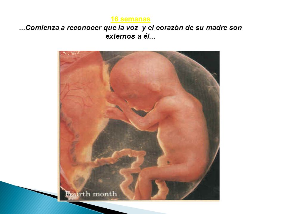 16 semanas ...Comienza a reconocer que la voz y el corazón de su madre son externos a él...