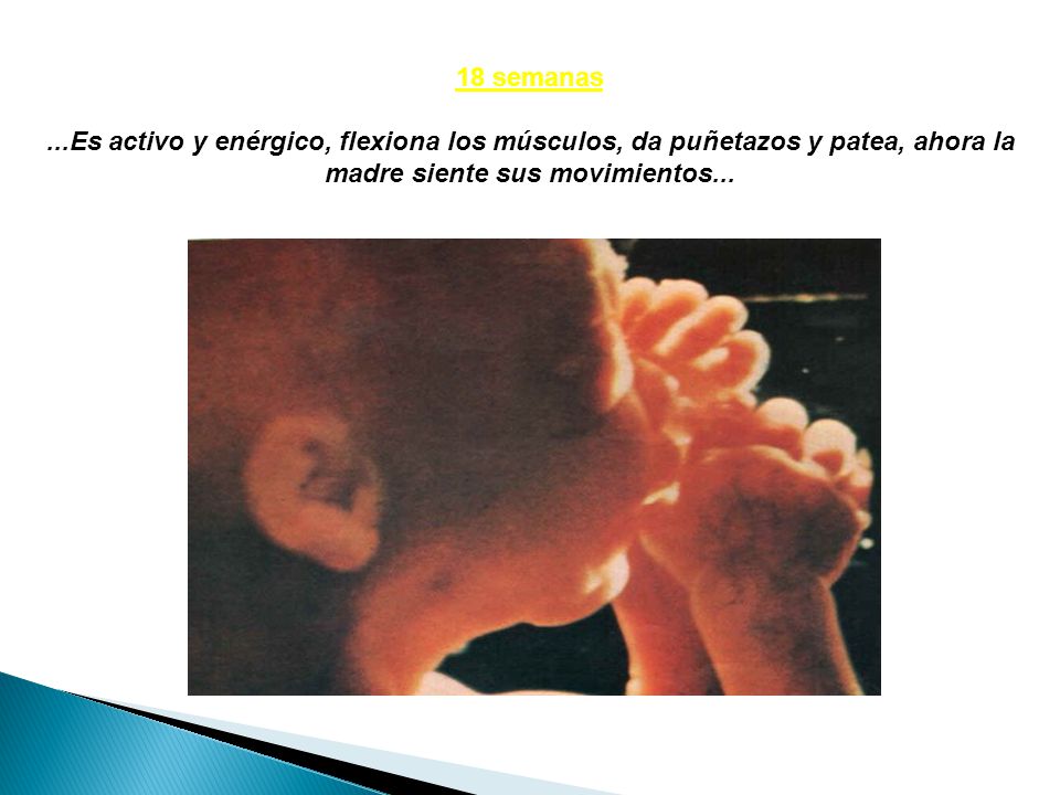 18 semanas ...Es activo y enérgico, flexiona los músculos, da puñetazos y patea, ahora la madre siente sus movimientos...