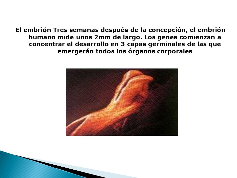 El embrión Tres semanas después de la concepción, el embrión humano mide unos 2mm de largo.