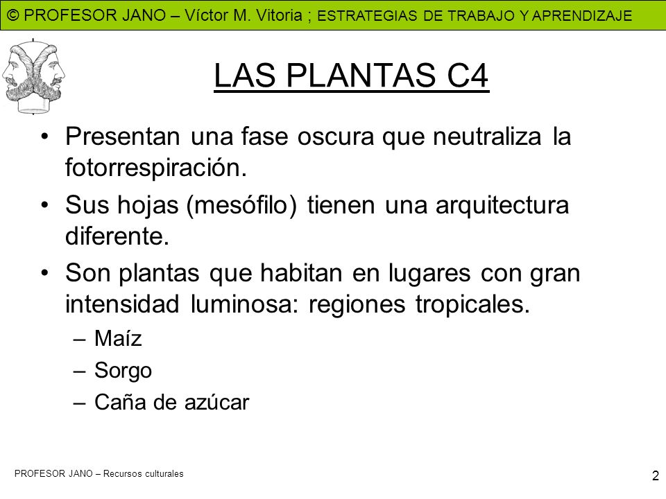 LAS PLANTAS C4 Presentan una fase oscura que neutraliza la fotorrespiración. Sus hojas (mesófilo) tienen una arquitectura diferente.