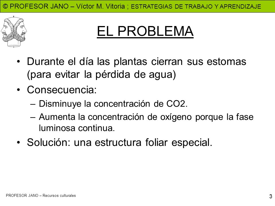 EL PROBLEMA Durante el día las plantas cierran sus estomas (para evitar la pérdida de agua) Consecuencia: