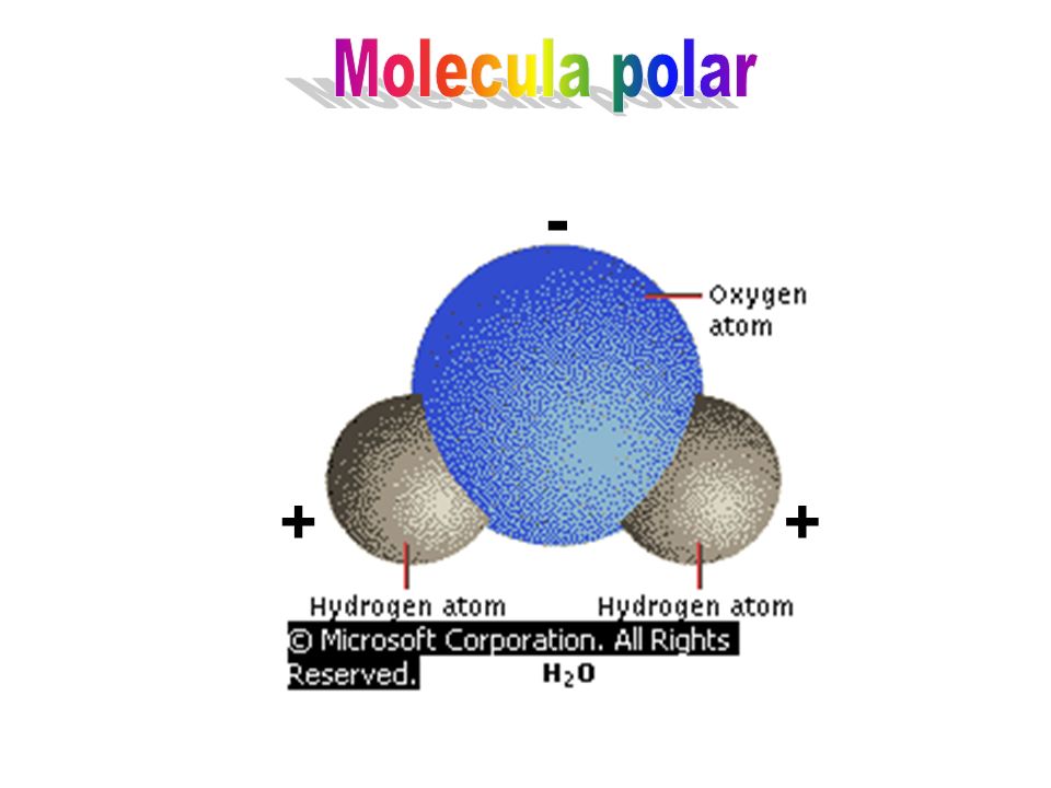 Molecula polar - + +