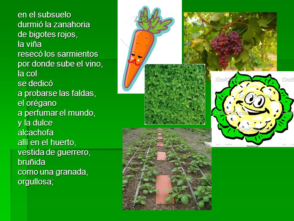 en el subsuelo durmió la zanahoria. de bigotes rojos, la viña. resecó los sarmientos. por donde sube el vino,