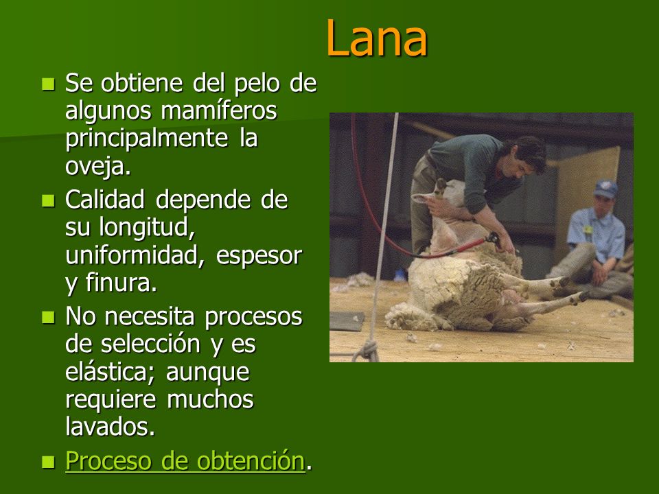 Lana Se obtiene del pelo de algunos mamíferos principalmente la oveja.