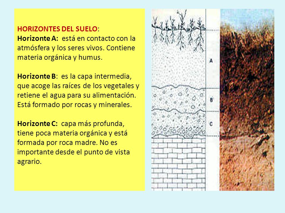 HORIZONTES DEL SUELO: Horizonte A: está en contacto con la atmósfera y los seres vivos.
