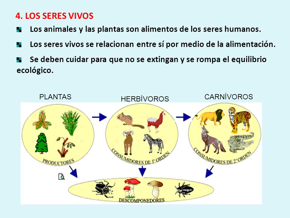 4. LOS SERES VIVOS Los animales y las plantas son alimentos de los seres humanos.