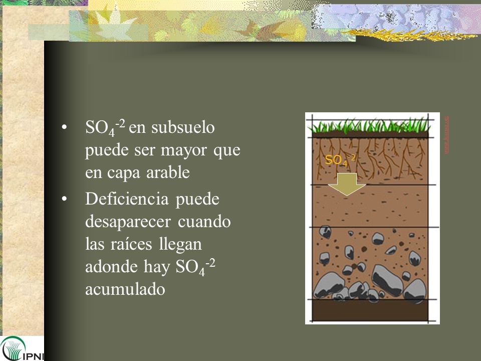 SO4-2 en subsuelo puede ser mayor que en capa arable