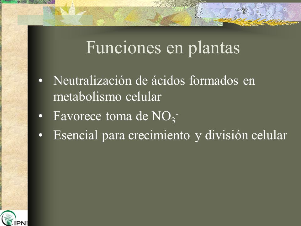 Funciones en plantas Neutralización de ácidos formados en metabolismo celular. Favorece toma de NO3-