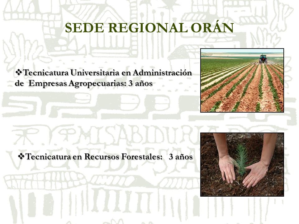 SEDE REGIONAL ORÁN Tecnicatura Universitaria en Administración de Empresas Agropecuarias: 3 años.