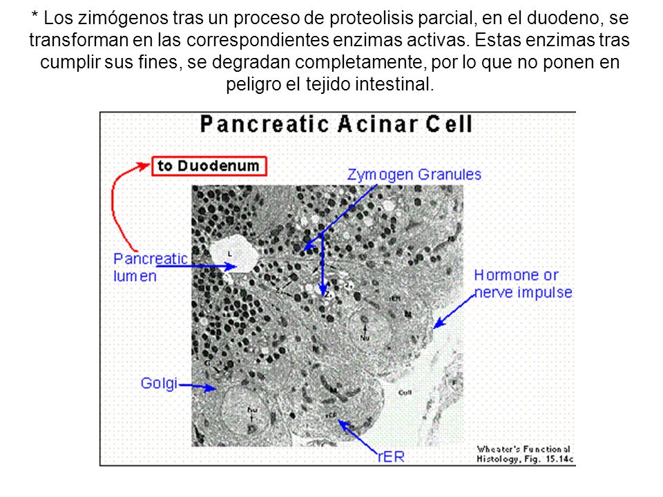* Los zimógenos tras un proceso de proteolisis parcial, en el duodeno, se transforman en las correspondientes enzimas activas.