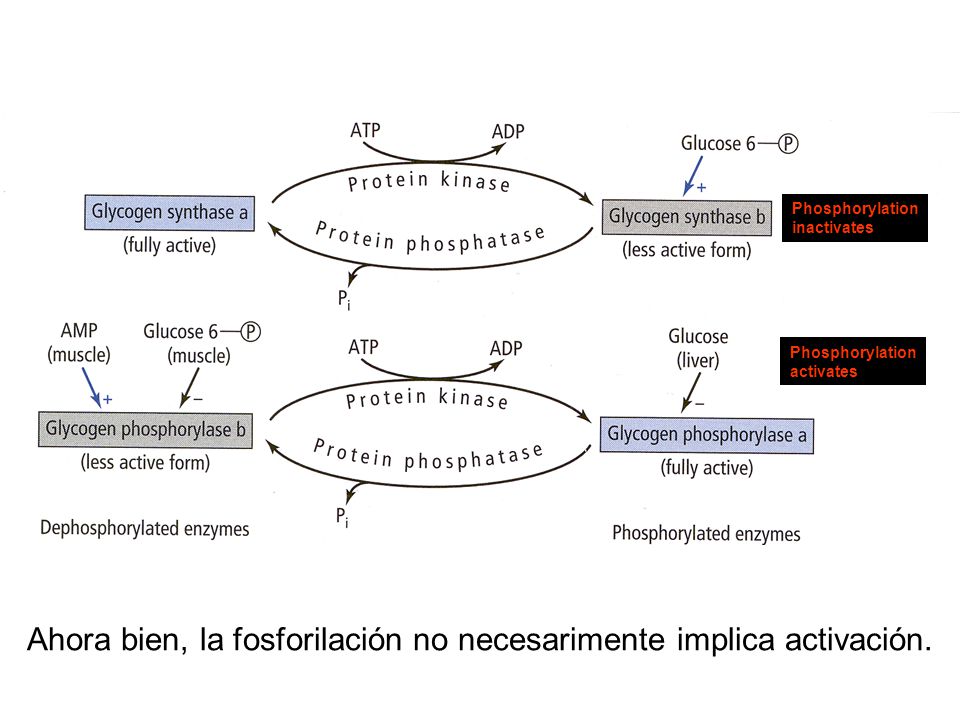 Ahora bien, la fosforilación no necesarimente implica activación.