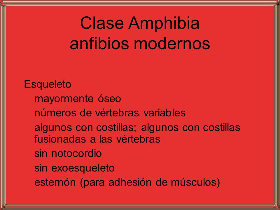 Clase Amphibia anfibios modernos