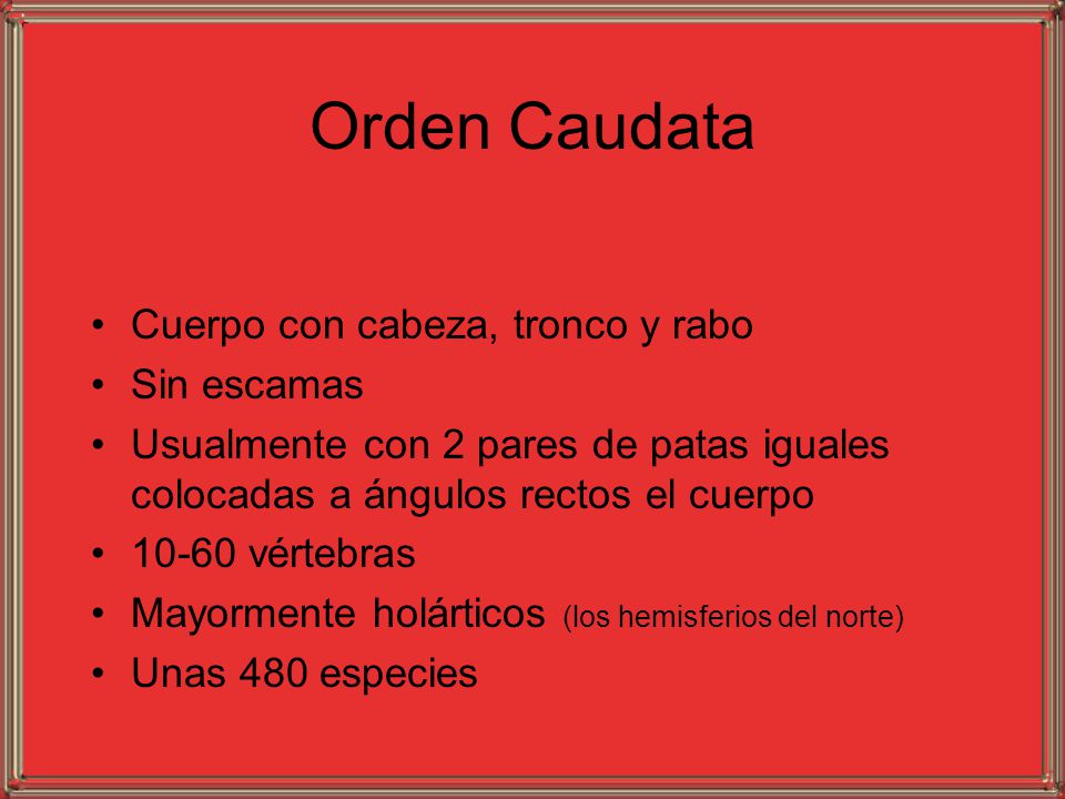 Orden Caudata Cuerpo con cabeza, tronco y rabo Sin escamas
