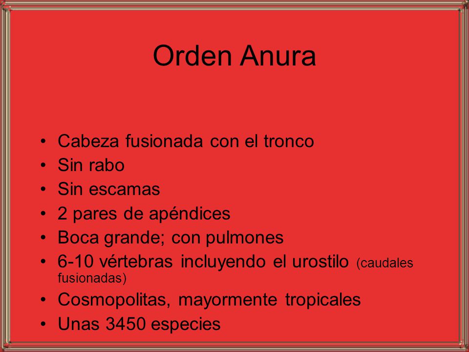 Orden Anura Cabeza fusionada con el tronco Sin rabo Sin escamas