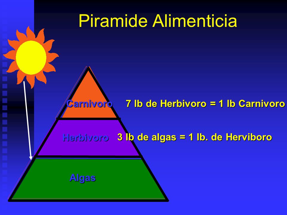 7 lb de Herbivoro = 1 lb Carnivoro 3 lb de algas = 1 lb. de Herviboro