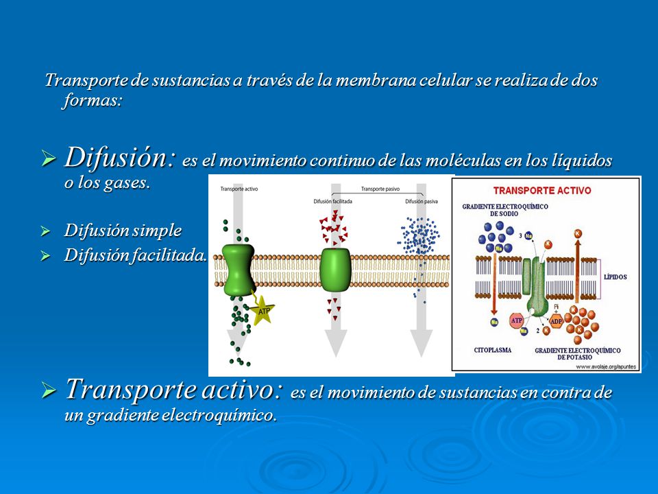 Transporte de sustancias a través de la membrana celular se realiza de dos formas: