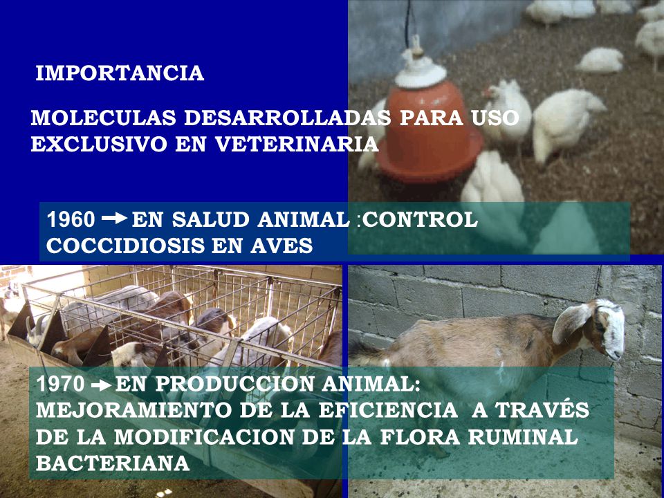 IMPORTANCIA MOLECULAS DESARROLLADAS PARA USO EXCLUSIVO EN VETERINARIA EN SALUD ANIMAL :CONTROL COCCIDIOSIS EN AVES.
