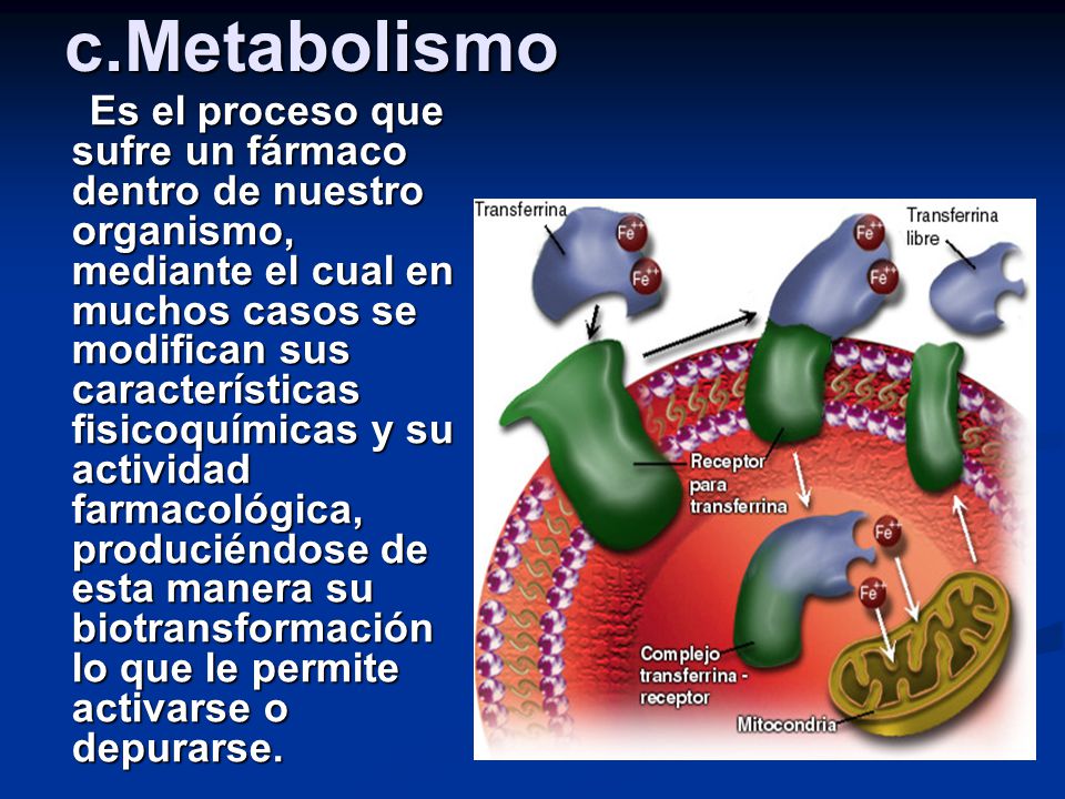 c.Metabolismo