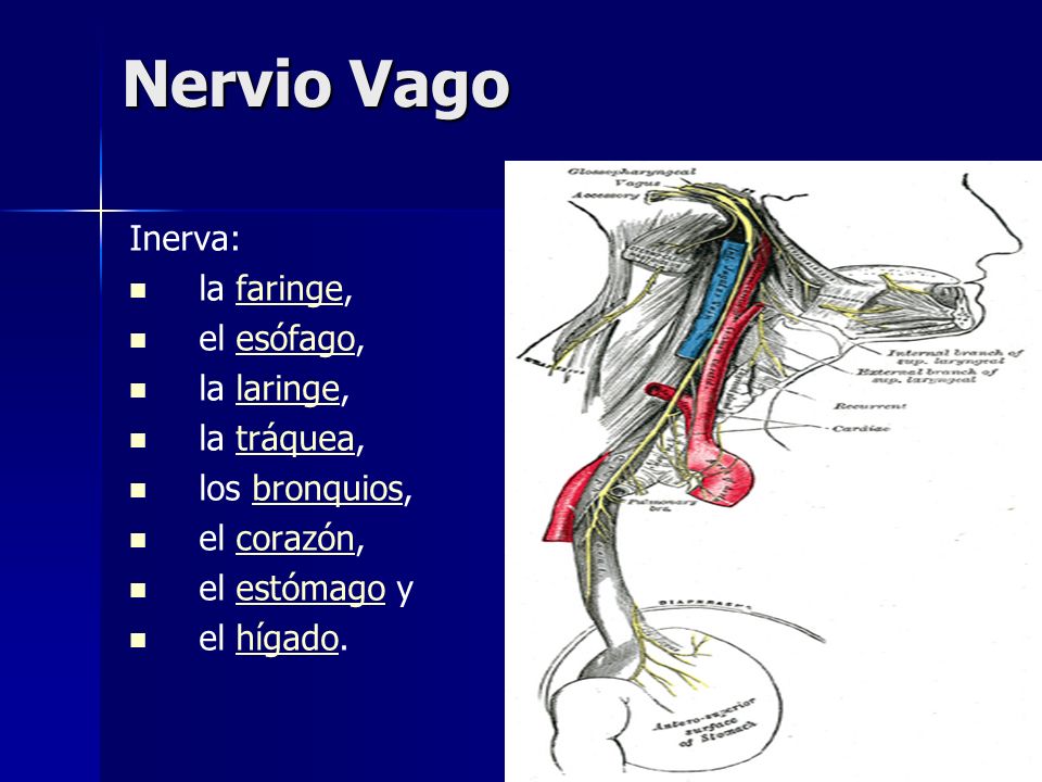 Nervio Vago Inerva: la faringe, el esófago, la laringe, la tráquea,