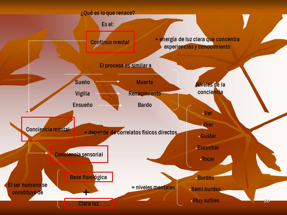 + ¿Qué es lo que renace Es el: Continuo mental