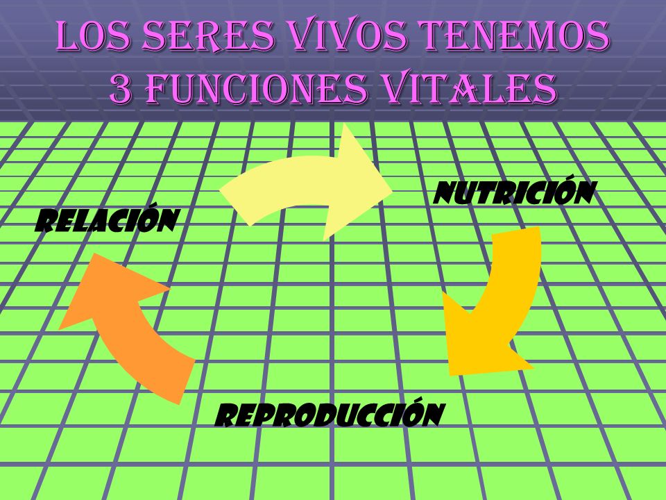 Los seres vivos tenemos 3 funciones vitales