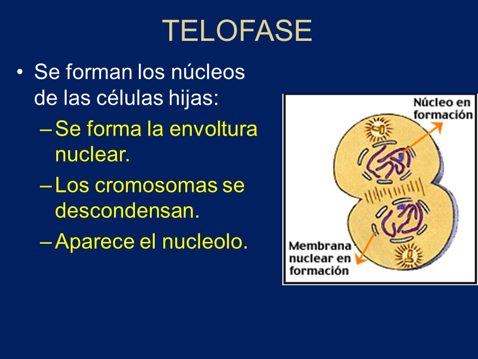 TELOFASE Se forman los núcleos de las células hijas: