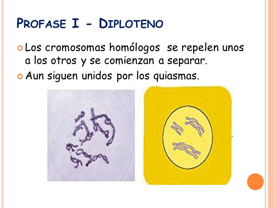 Profase I - Diploteno Los cromosomas homólogos se repelen unos a los otros y se comienzan a separar.