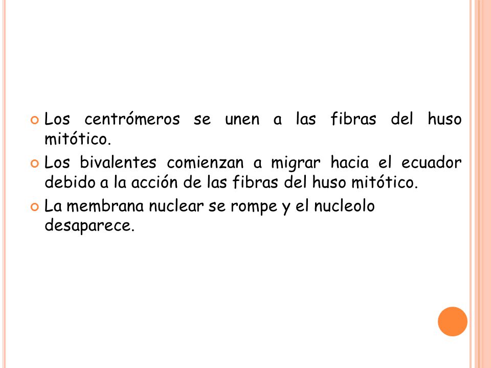 Los centrómeros se unen a las fibras del huso mitótico.