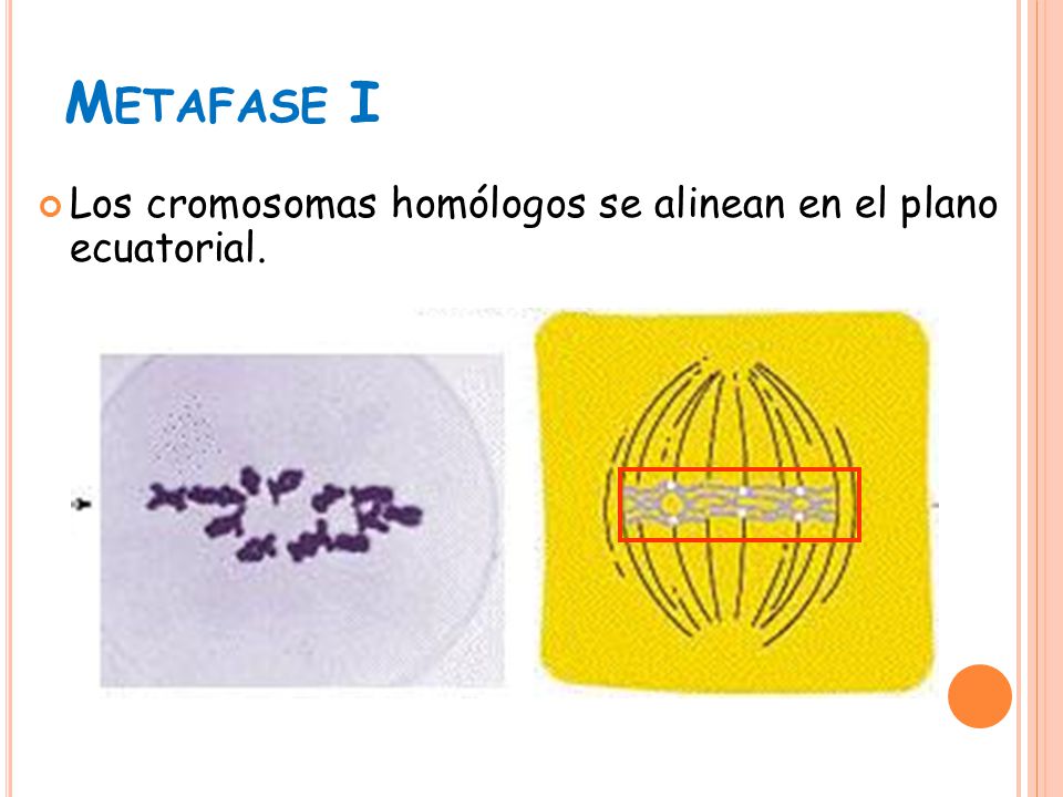 Metafase I Los cromosomas homólogos se alinean en el plano ecuatorial.