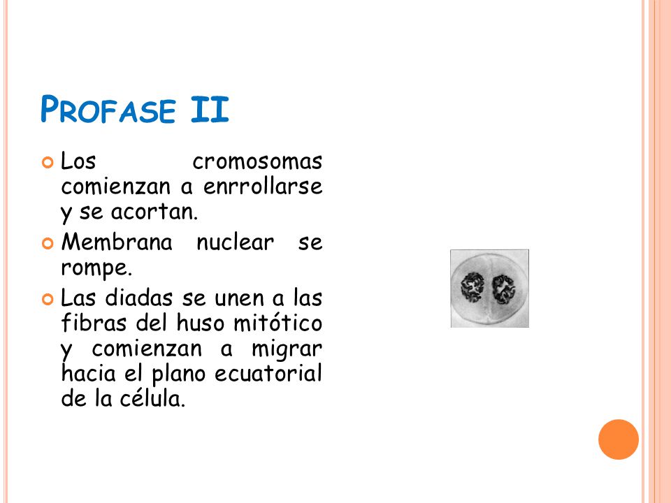 Profase II Los cromosomas comienzan a enrrollarse y se acortan.