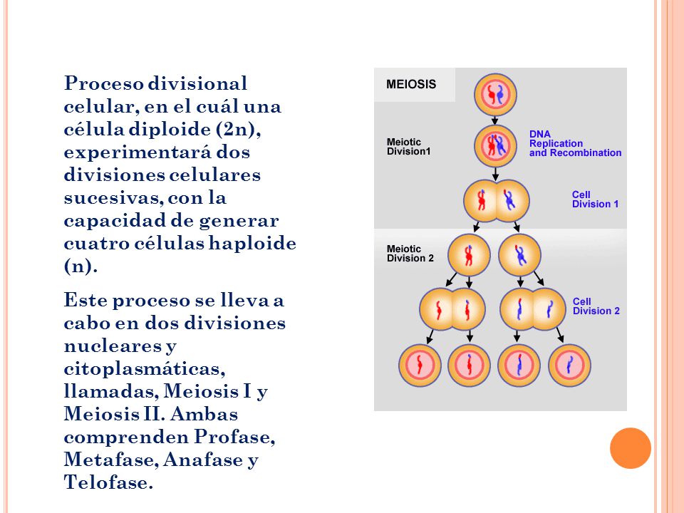 Proceso divisional celular, en el cuál una célula diploide (2n), experimentará dos divisiones celulares sucesivas, con la capacidad de generar cuatro células haploide (n).