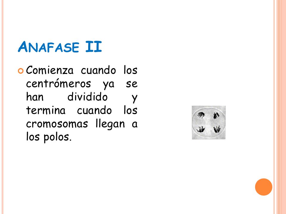 Anafase II Comienza cuando los centrómeros ya se han dividido y termina cuando los cromosomas llegan a los polos.