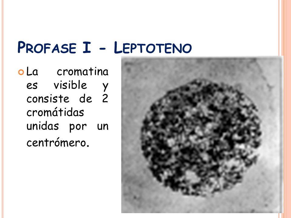 Profase I - Leptoteno La cromatina es visible y consiste de 2 cromátidas unidas por un centrómero.