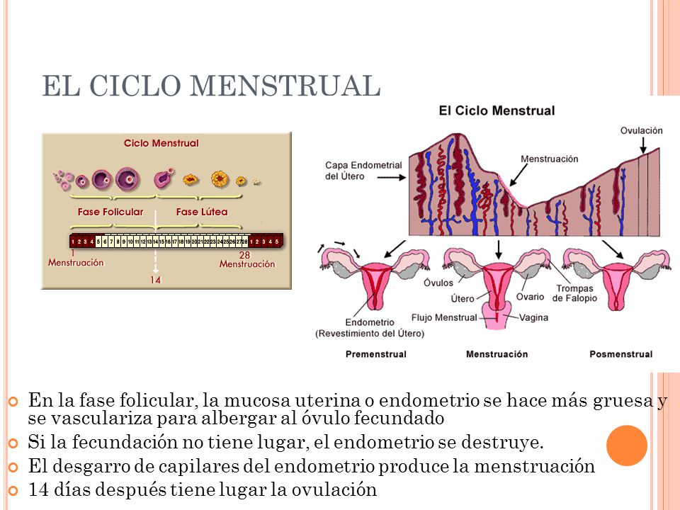 EL CICLO MENSTRUAL En la fase folicular, la mucosa uterina o endometrio se hace más gruesa y se vasculariza para albergar al óvulo fecundado.
