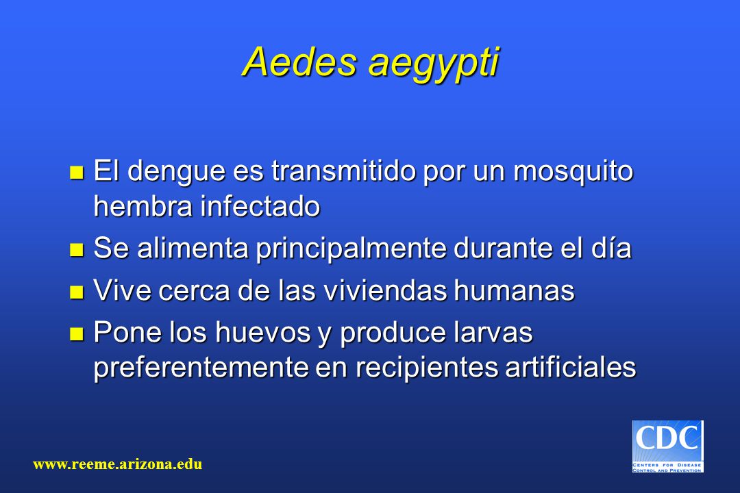 Aedes aegypti El dengue es transmitido por un mosquito hembra infectado. Se alimenta principalmente durante el día.