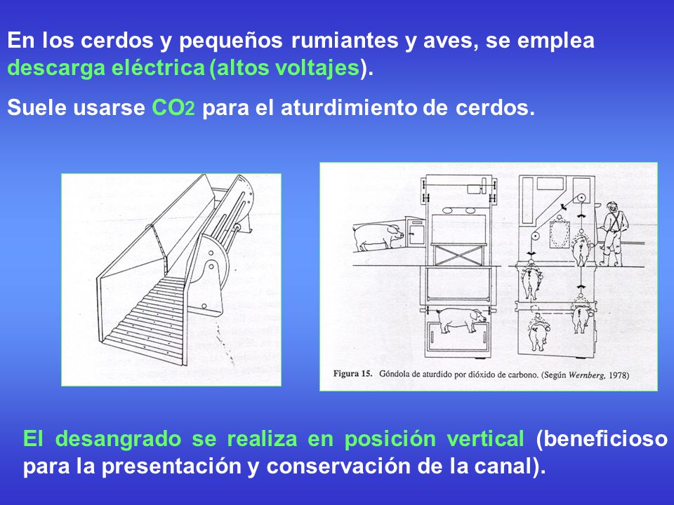 En los cerdos y pequeños rumiantes y aves, se emplea descarga eléctrica (altos voltajes).