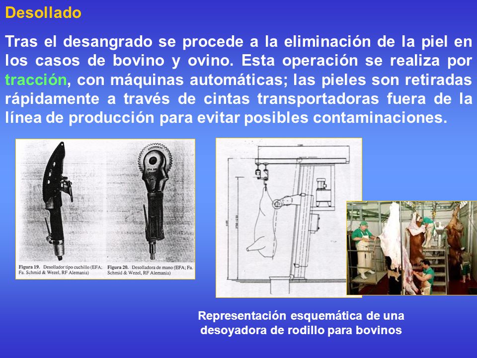 Representación esquemática de una desoyadora de rodillo para bovinos