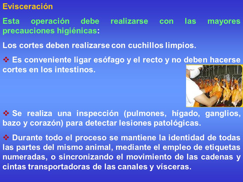 Evisceración Esta operación debe realizarse con las mayores precauciones higiénicas: Los cortes deben realizarse con cuchillos limpios.