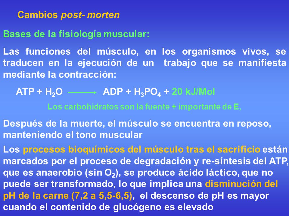Los carbohidratos son la fuente + importante de E,