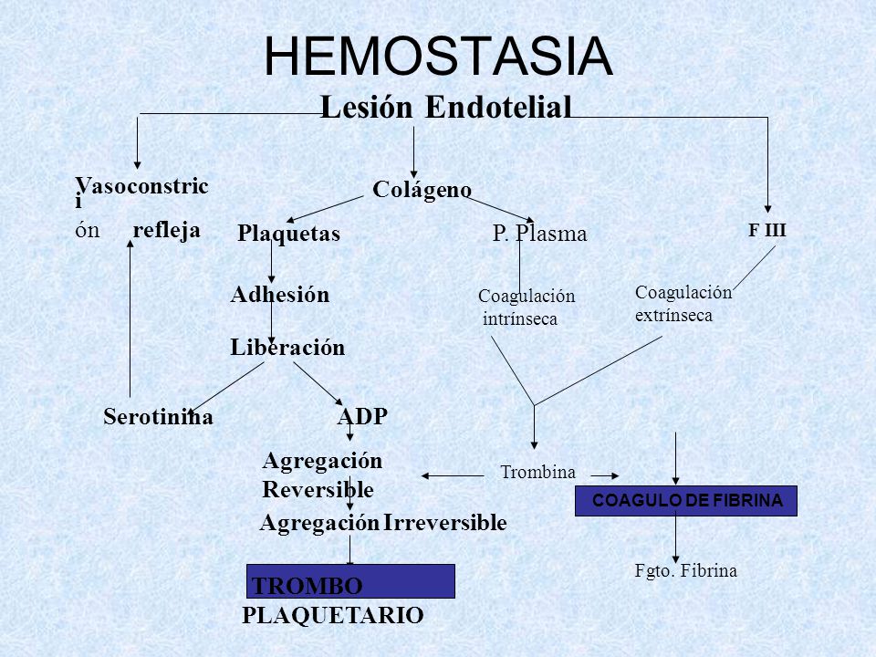 HEMOSTASIA Lesión Endotelial Vasoconstrici ón refleja Serotinina