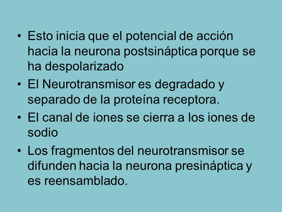 Esto inicia que el potencial de acción hacia la neurona postsináptica porque se ha despolarizado