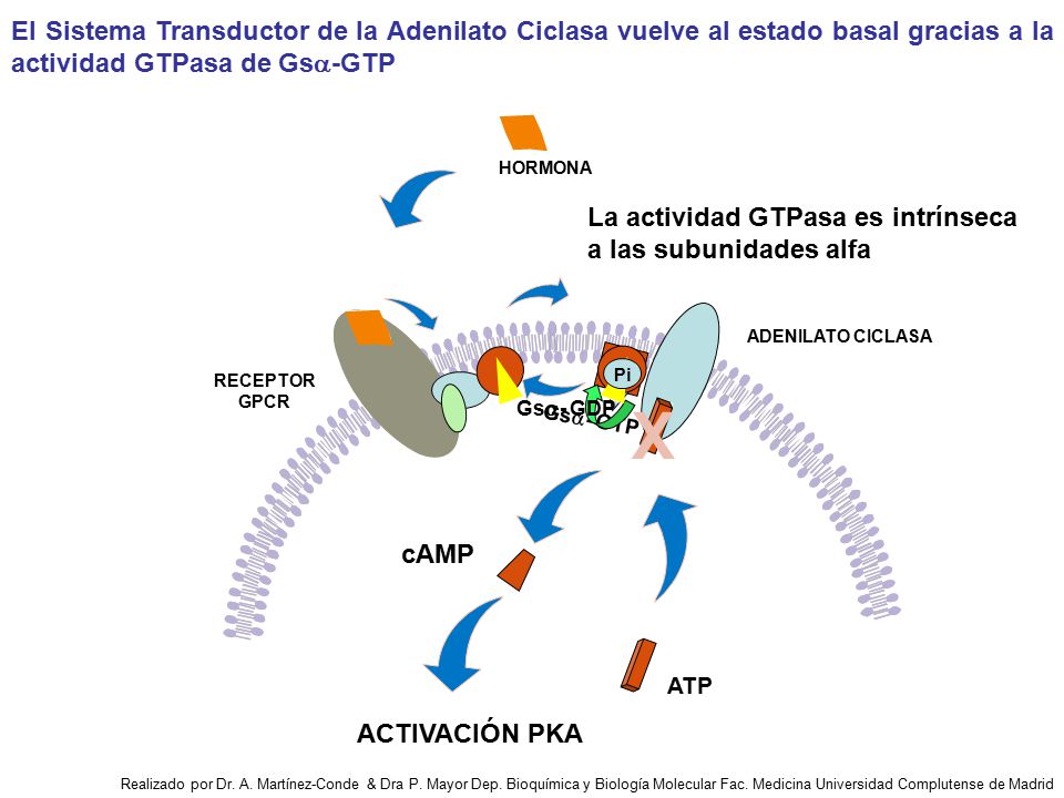 El Sistema Transductor de la Adenilato Ciclasa vuelve al estado basal gracias a la actividad GTPasa de Gsa-GTP