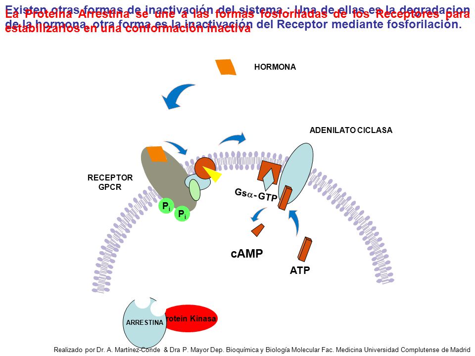 Existen otras formas de inactivación del sistema : Una de ellas es la degradacion de la hormona, otra forma es la inactivación del Receptor mediante fosforilación.