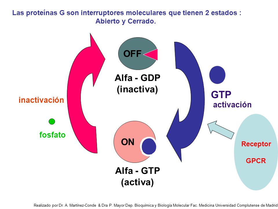 Las proteínas G son interruptores moleculares que tienen 2 estados :