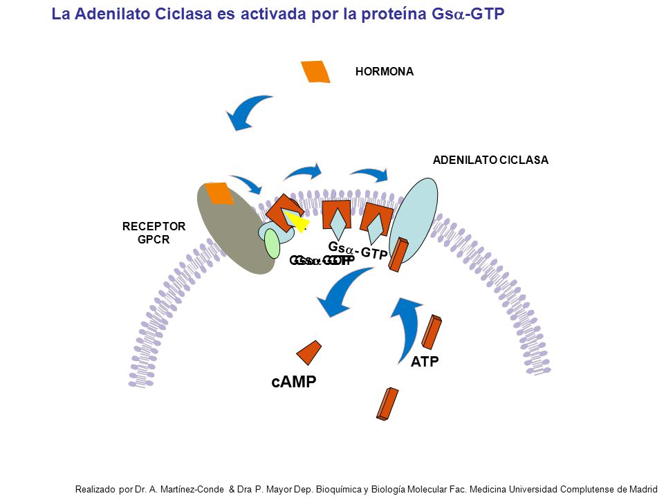 La Adenilato Ciclasa es activada por la proteína Gsa-GTP