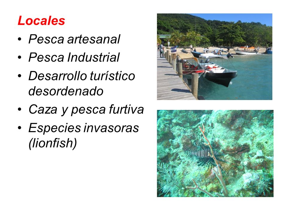 Locales Pesca artesanal. Pesca Industrial. Desarrollo turístico desordenado. Caza y pesca furtiva.